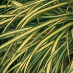 Carex Evergold