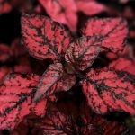 Hypoestes HIPPO Red