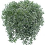 Artemisia Gletscherraute