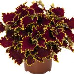 Coleus Stained Glass-works Crown Jewel
