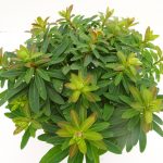 Euphorbia Athene