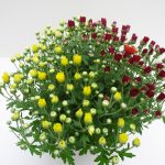 Chrysanth. Trio Multiflora