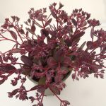 Sedum Olive Valley