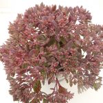 Sedum Red Canyon