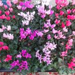 Cyclamen Crayon