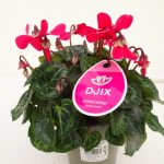 Cyclamen Djix