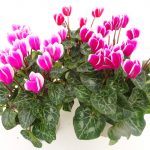 Cyclamen Fuji