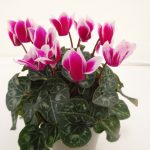 Cyclamen Fuji (2)
