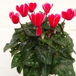 Cyclamen Fuji (3)