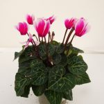 Cyclamen Fuji (4)