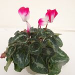 Cyclamen Fusion