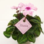 Cyclamen Illusia