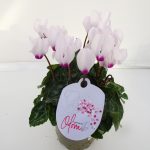 Cyclamen Odora White