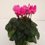 Cyclamen Outdoor (2)