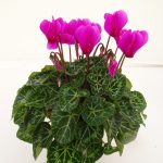 Cyclamen Outdoor (3)