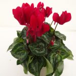 Cyclamen Outdoor (4)