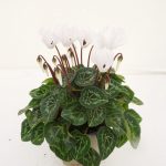 Cyclamen-Outdoor-(5)