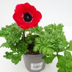 Anemone coron.Animo (2)