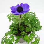 Anemone coron.Animo (3)