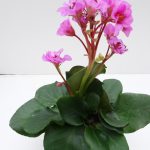 Bergenia Rosenkristall