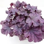 Heuchera
