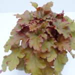 Heuchera (2)