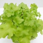 Heuchera (3)