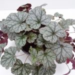 Heuchera (4)