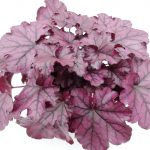 Heuchera (5)