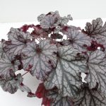 Heuchera (6)