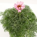 Leucanth. hosm.African Rose