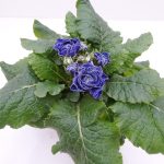 Primula Belarina Baltic Blue