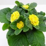 Primula Belarina Buttercup