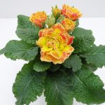 Primula Belarina Carnival