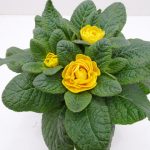 Primula Belarina Goldie