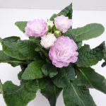 Primula Belarina Pink Champagne