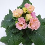 Primula Candy Rose