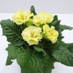 Primula Elodie (2)