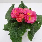 Primula Elodie (4)