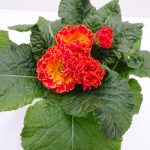Primula Elodie (5)