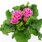 Primula Flamenco