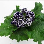 Primula Flamenco (2)