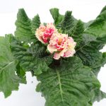 Primula Flamenco (5)