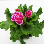 Primula Flamenco (6)