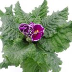 Primula Flamenco (7)