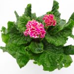 Primula Flamenco (8)