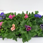 Primula Flamenco (9)