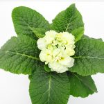 Primula Queen Pom Pom
