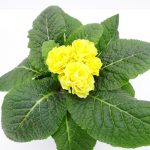 Primula Queen Pom Pom (2)