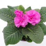Primula Queen Pom Pom (3)